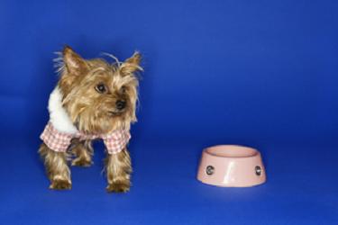 How To Make Your Own Dog Food For Yorkies How To Make Your Own Dog Food For Yorkies