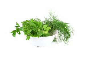 dill parsley dill parsley