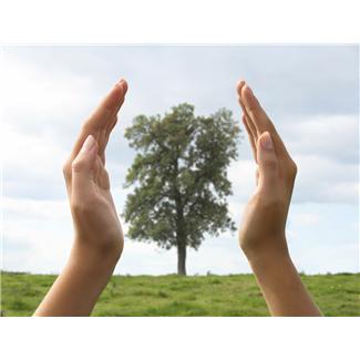 save a damaged tree save a damaged tree