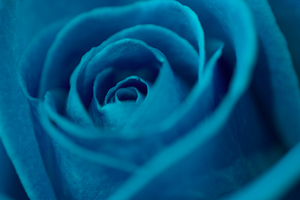 The blue rose 