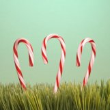 candycanes in tall grass