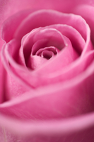 dark pink rose