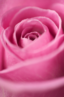 dark pink rose dark pink rose
