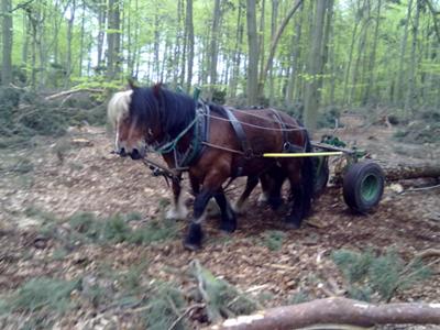 Draft Horses As A Means Of Green Power