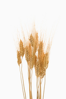 dried wheat