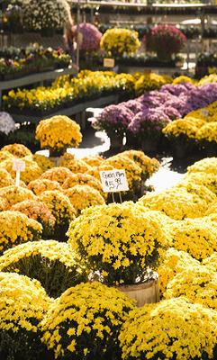 autumn colored mums autumn colored mums