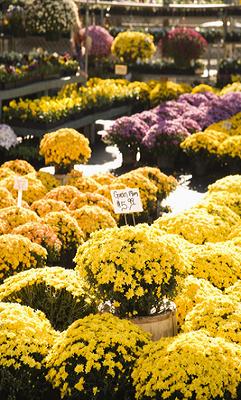 autumn colored mums