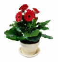 Gerbera Daisy