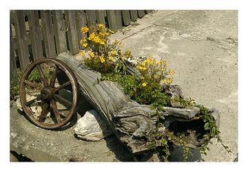 flowers in driftwood