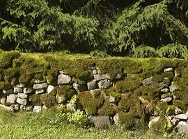 moss wall