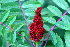 red sumac