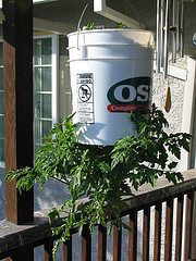 tomato bucket container