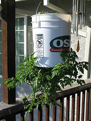 tomato bucket container tomato bucket container