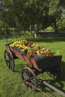 wagon,flowers