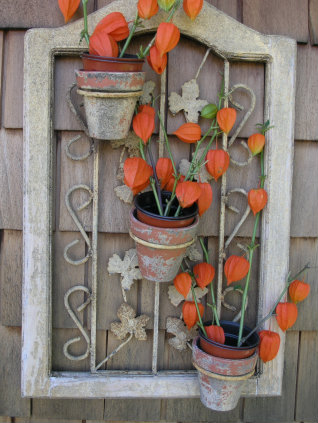 Chinese Lantern stems in a picture frame