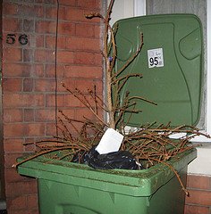 discarded christmas tree
