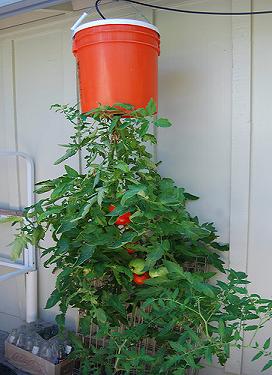 hanging tomato