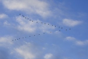 migrating birds