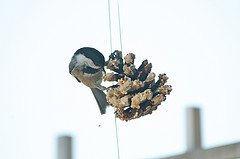pinecone feeder for birds