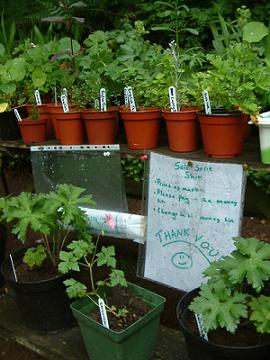 plant sale plant sale