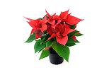 red poinsettia