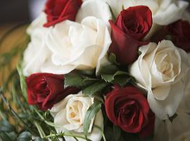 red and white roses