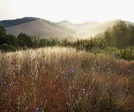 Wildflower Natural Burial Site